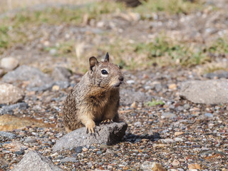 Cute grey squirrel