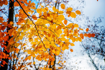 Yellow autumn leaves on a branch