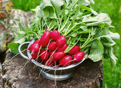 Fresh radishes two with tops on a wooden stump sunny day