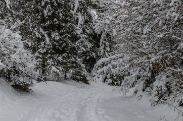 Fototapeta na wymiar Las w zimowej szacie 