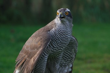 Habicht (Accipiter gentilis), Greifvogel, Jagd, Falknerei, Beizjagd 