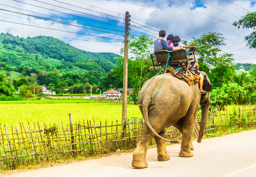 View on Elephant riding by Chiang Mai in Thailand