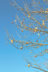 old tree and his branches in the clear sky