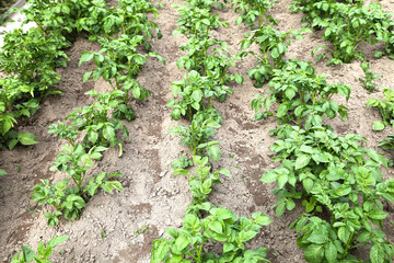 Fototapeta na wymiar Potatoes grow in the garden under mulch from dry grass in the open ground. Cultivation of vegetables organic farming for vegetarian food.