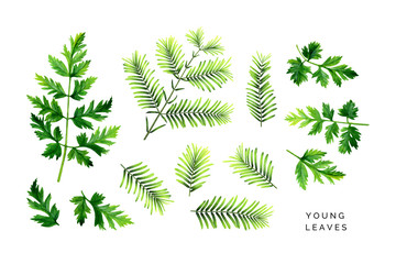 Bright set of young leaves. Green branches of dawn redwood and leaves of wild-growing plant. Hand painted watercolor illustrations isolated on white.