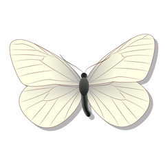 white butterfly on white background with shadow, gradient, 3d