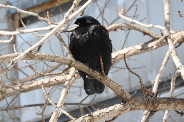 animal