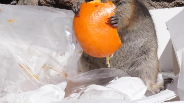 Slow motion shot a little chipmunk eating trash
