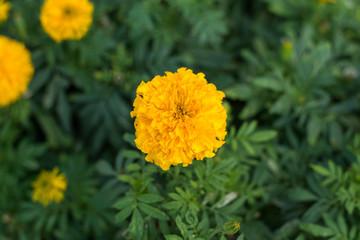 Close up of Marigold flower.