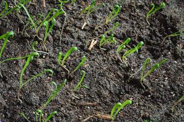 Group of green sprouts growing out from soil