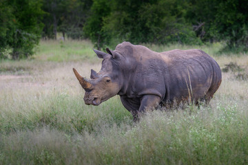 Fototapeta premium White rhino walking towards the camera in the Kruger National Park, South Africa.