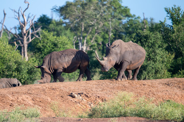 Fototapeta premium White rhino walking towards the camera in the Kruger National Park, South Africa.