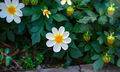 White dahlia Bambino flower blooms in the garden