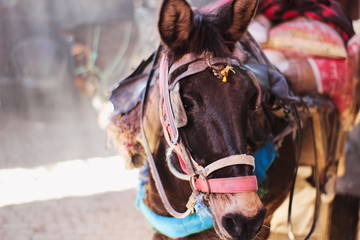 Fototapeta na wymiar Colorful Moroccan Donkey 