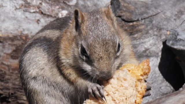 Slow motion shot of a little chipmunk eating peanut butter sandwich