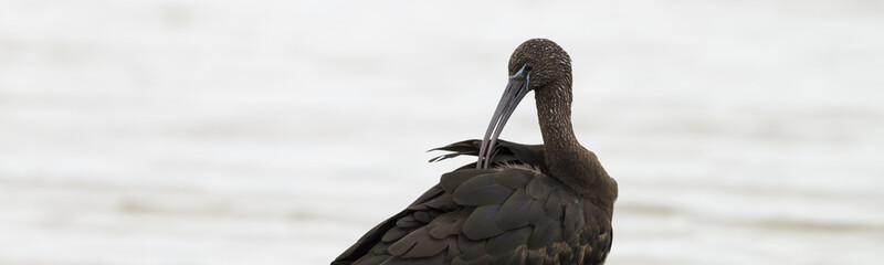 Glossy Ibis panorama at laguna of the l'Alfacada