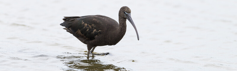 Glossy Ibis panorama at laguna of the l'Alfacada