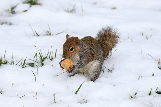 scoiattolo grigio (Sciurus carolinensis)