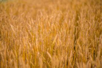 Wheat