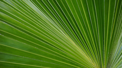 Obraz premium palm leaf leaves green color nature background wallpaper line detail curve 