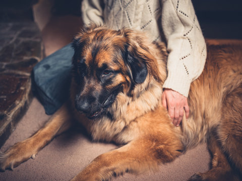 Woman with giant leonberger dog at home