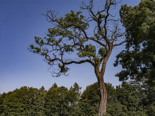 Natura - drzewa