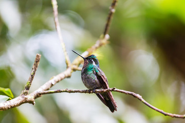 Fototapeta premium Kolibri
