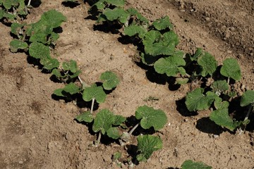 

ゴボウ栽培,畑の牛蒡 ,3月