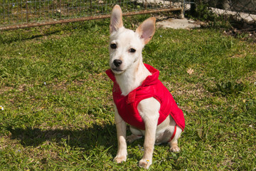 Simpatico cagnolino con giacchetto rosso © Buffy1982