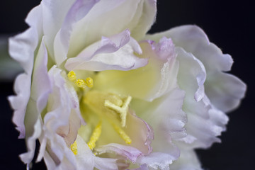 Fototapeta na wymiar White peony close-up isolated on a black background. Artificial fake silk flowers