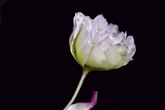 White peony close-up isolated on a black background. Artificial fake silk flowers