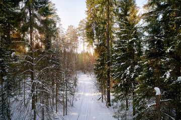 Зимний сосновый лес в лучах солнца, снятый квадрокоптером сверху
