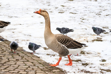 oca e piccioni sulla neve