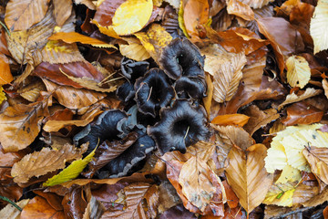 Herbsttrompete (Craterellus cornucopioides)