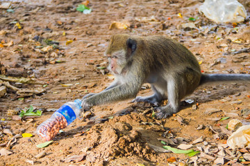 The feeding of monkeys