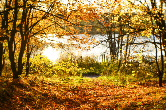 Blurred autumn landscape backlit with trees, fallen yellow leaves and the soft light. Photography soft lens