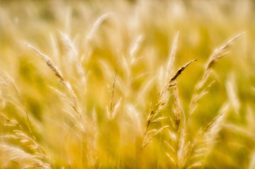 Soft background blur of dry grass in the fall. Closeup of wheat ears background.