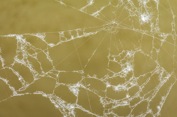 Close up of a spiders web