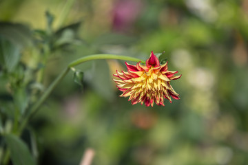 Beautiful Yellow and Red Dahlia Flower in a Garden