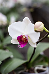 Obraz premium Beautiful white-pink orchid