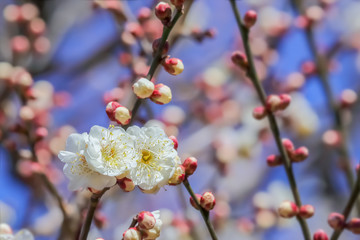 梅の花