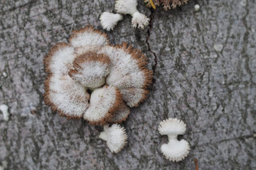 Gemeiner Spaltblättling (Schizophyllum commune) 