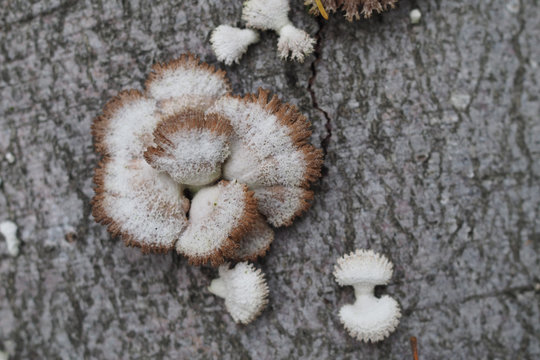 Gemeiner Spaltbl&auml;ttling (Schizophyllum commune) 