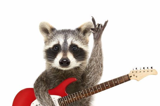 Portrait of a funny raccoon with electric guitar, showing a rock gesture, isolated on white background