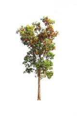 Tree  green leaf on isolated background.