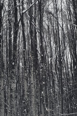 View of forest in winter, low angle view. Petrohan, Bulgaria.