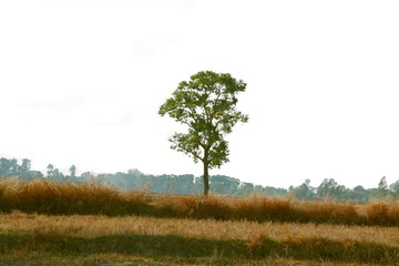 Tree  green leaf on isolated background.