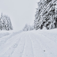 Fresh snow road through the forest, Petrohan, Bulgaria.