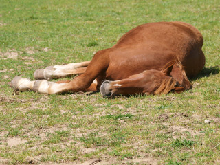 Sleeping Horse