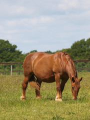 Obraz premium Koń wypasany